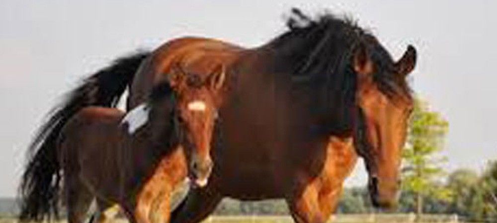 गधों और घोड़ों पर मंडरा रहा है लाइलाज बीमारी का खतरा, इस बीमारी का इलाज है सिर्फ मौत