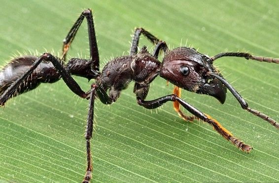 चींटी के काटने के बाद महिला आरक्षक की संदिग्ध हालात में मौत
