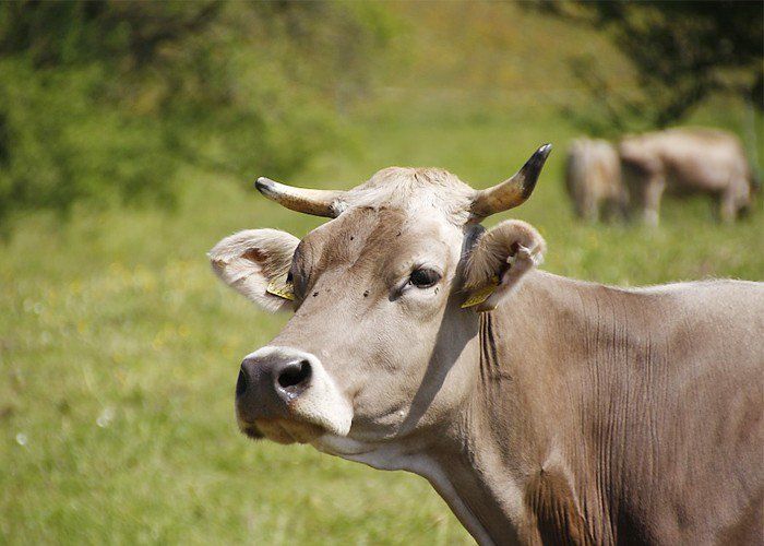 माँ और भगवान का ‘विकल्प’  है गाय: हैदराबाद हाईकोर्ट