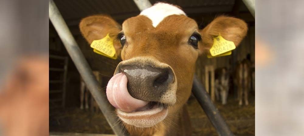 गाय-भैसों को मिली पहचान, 85 लाख पशुओं को मिला आधार नंबर