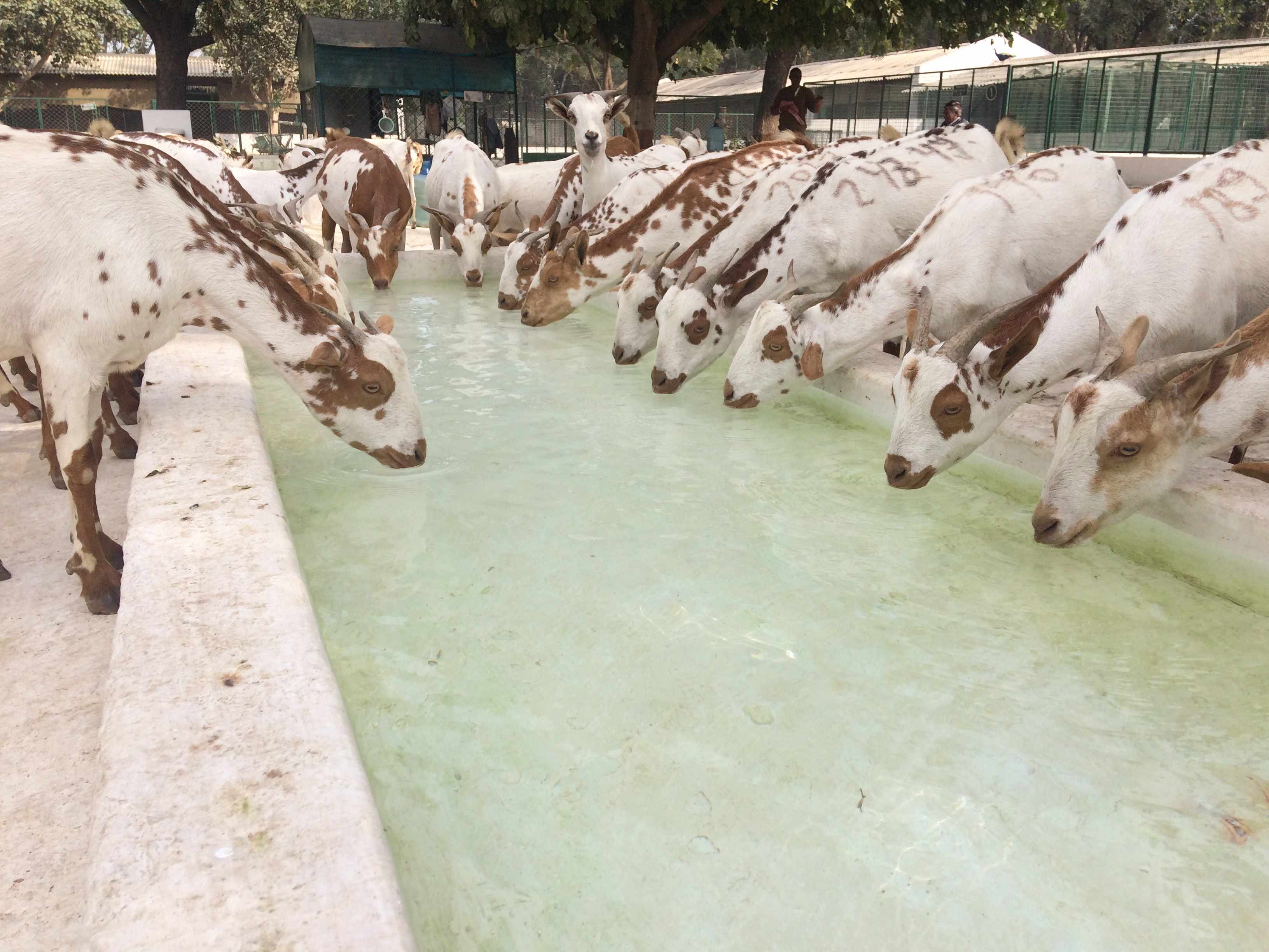 ‘बकरियों की 70 प्रतिशत बीमारियां साफ-सफाई से होती हैं दूर’ 