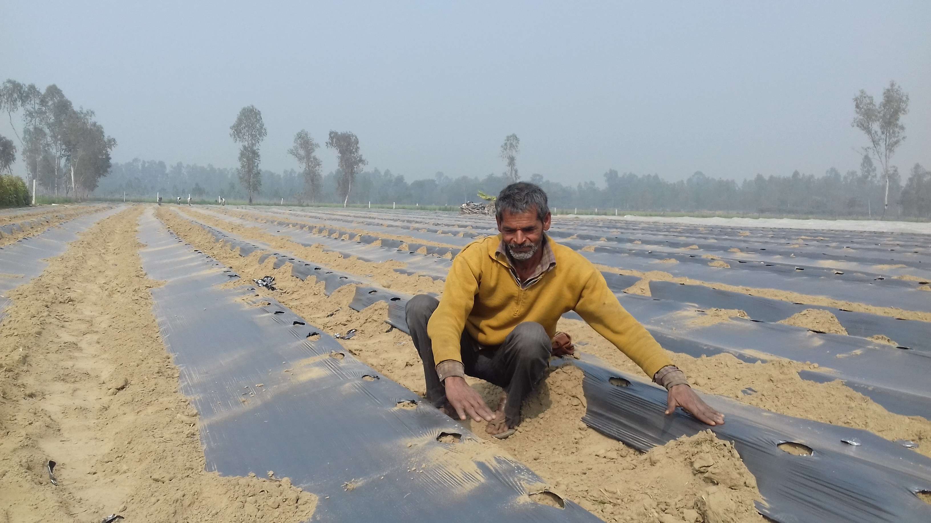 पढ़ें कैसे लो-टनल व मल्चिंग तकनीक से सिंचाई का खर्च बचा रहे हैं किसान 
