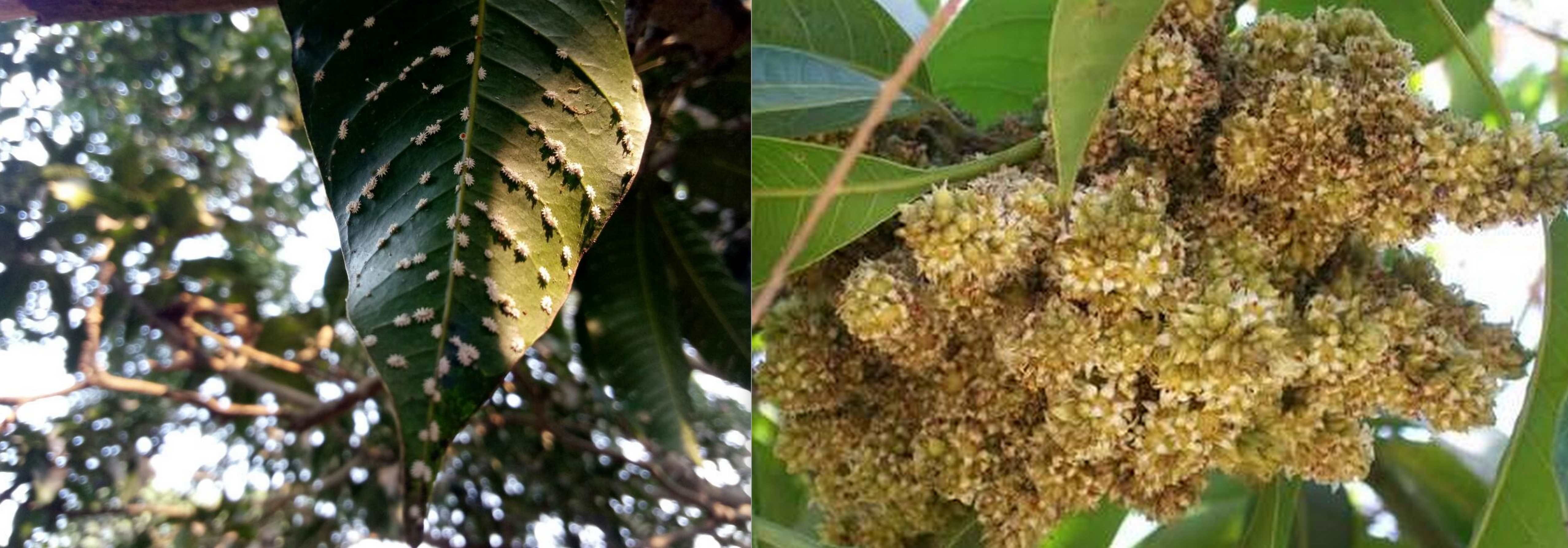 आम के बाग में गुम्मा रोग व स्केल कीट का प्रकोप, समय से प्रबंधन न करने पर घट सकता उत्पादन