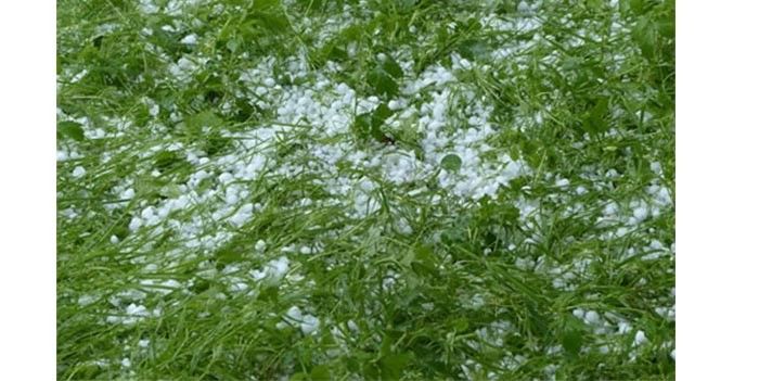 बेमौसम बारिश ने बढ़ाई किसानों की चिंता, हर दिन 20% फसलें चौपट