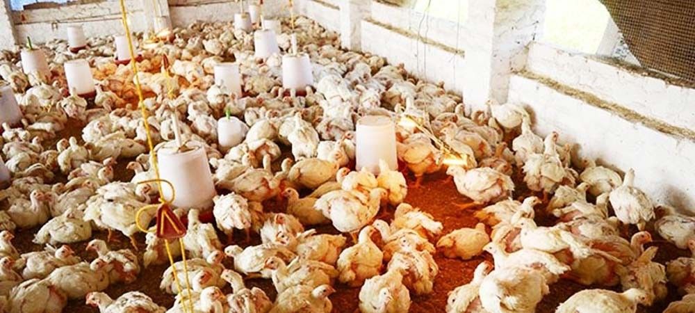 जापान में बर्ड फ्लू की पुष्टि के बाद 80,000 मुर्गियों को मारा गया 