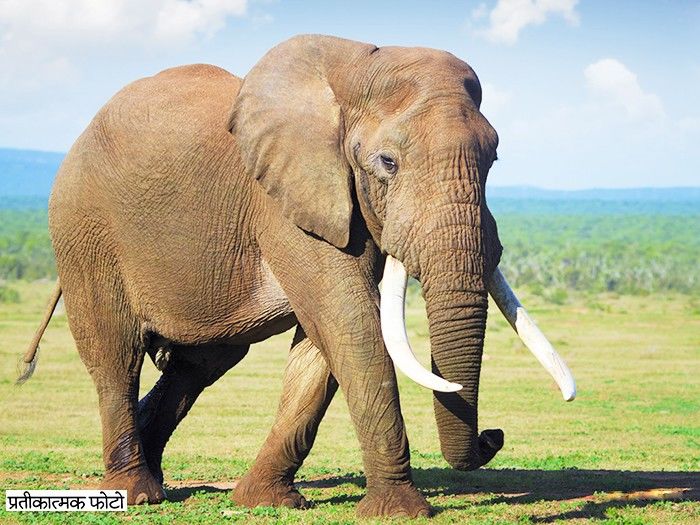 हाथी को वापस लाने बांग्लादेश जाएगा भारतीय दल
