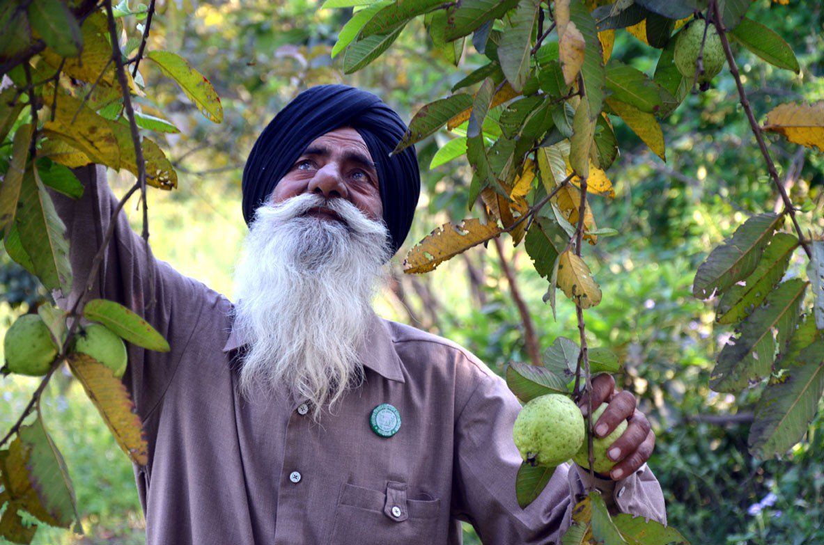 भारत बना विश्व का दूसरा सबसे बड़ा फल उत्पादक देश