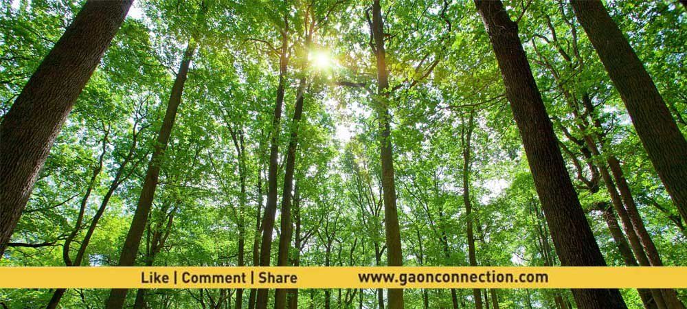 ‘सरकार बनीकरण और हरित क्षेत्र का दायरा बढ़ाने के लिए करेगी काम’