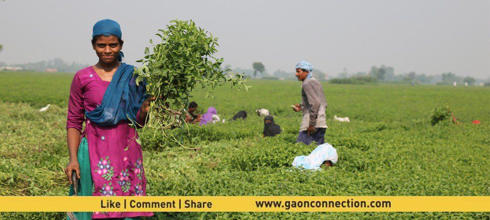 देश-विदेश में मेंथा की बढ़ रही मांग से किसानों की खाली जेब भरने की तैयारी