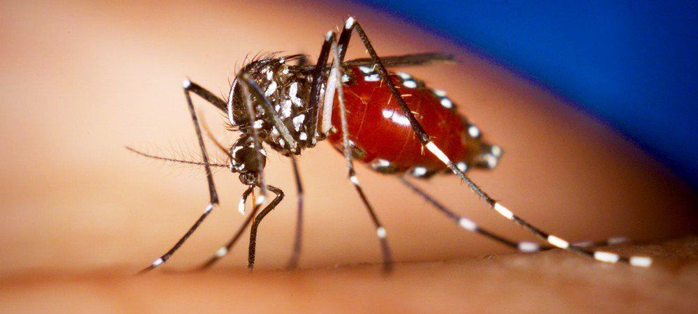 ‘भारत में तेजी से फैल रहे डेंगू और चिकनगुनिया, ध्यान देने की जरुरत है’     
