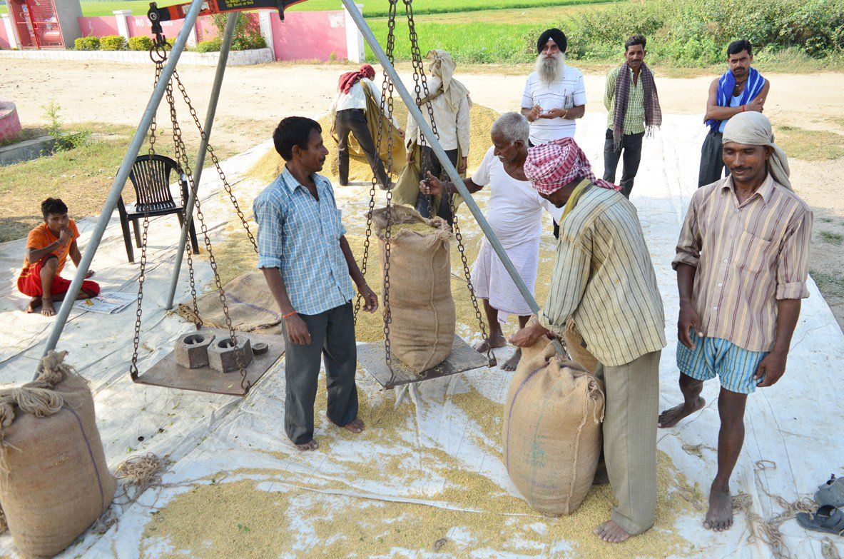 पंजाब, हरियाणा के धान उत्पादकों को नहीं मिल रही पूरी एमएसपी  