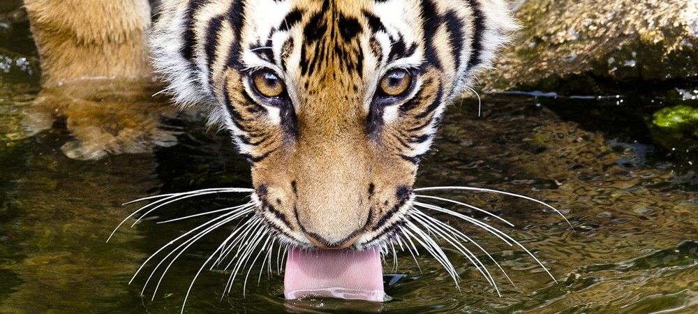 #WorldTigerDay : तस्वीरों में जानिए दुनिया में बची बाघ की प्रजातियों के बारे में