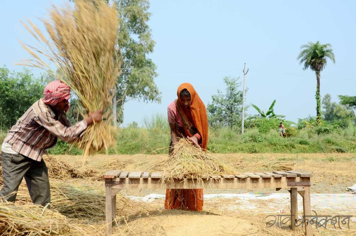 भारत के चावल उत्पादन अनुमान में 35 लाख टन की कमी: रिपोर्ट
