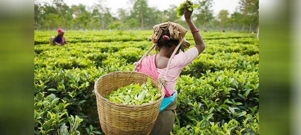 चाय निर्यात 2017 के पहले दस महीने में मामूली बढ़ा
