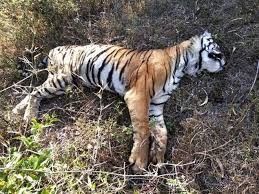 जंगलों में नहीं है जंगली पशुओं के इलाज की व्यवस्था, घायल बाघों की हो रही मौत