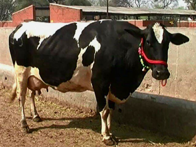 ये गाय 50 से  55 लीटर तक देती हैं दूध, यहां से ले सकते हैं इस नस्ल का सीमन 