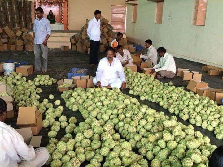 महाराष्ट्र का ये किसान तीन महीने में शरीफे की खेती से कमा रहा लाखों रुपए