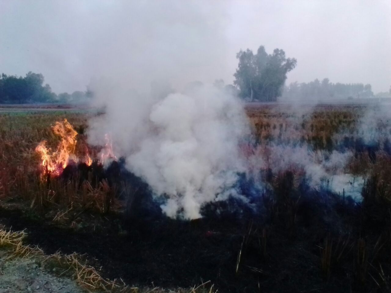 वीडियो : खेतों में पराली जलाने पर नहीं लग रही रोक, धड़ल्ले से खेत फूंक रहे किसान