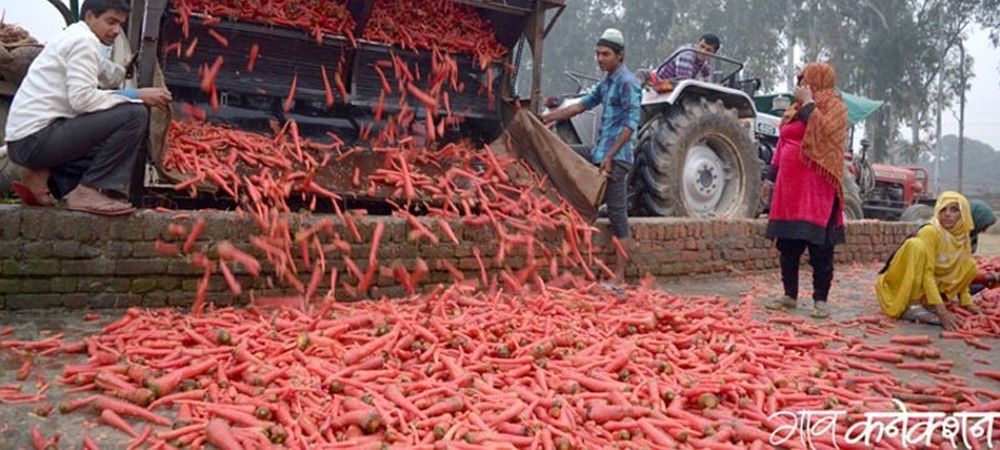 गाजर किसानों को घाटा, दिल्ली की बाजार में नहीं मिल रही अच्छी कीमत 