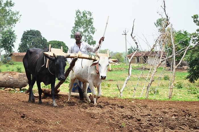 कर्जमाफी : एक आधार संख्या पर 100 किसानों का पंजीयन, अफसर हैरान मुख्यमंत्री  परेशान