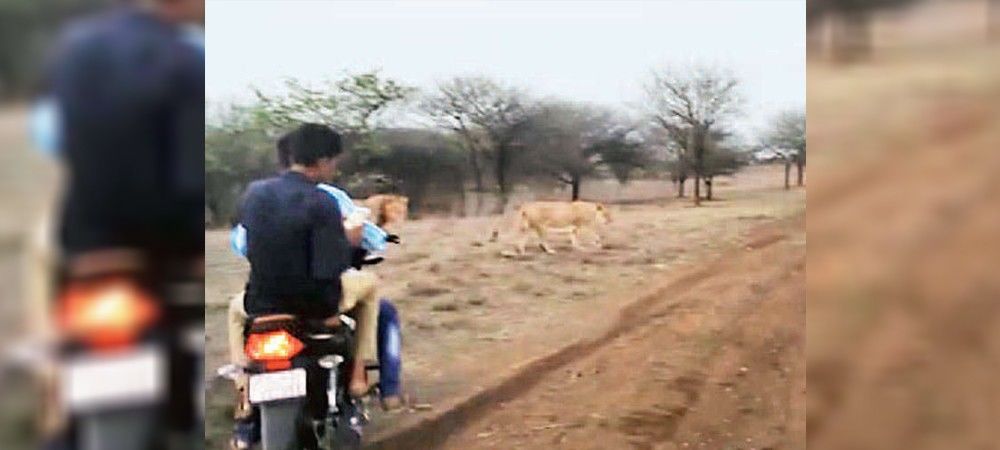 गुजरात: शेरों का पीछा करते हुए बाइकर्स का वीडियो वायरल, जांच शुरू