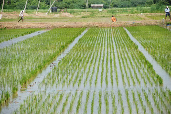कम पानी  और कम यूरिया में धान की खेती के लिए वैज्ञानिकों ने किसानों को दिए सुझाव