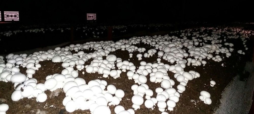 हरियाणा के अनिल बलोठिया सफेद बटन खुम्ब  मशरूम की खेती कर कमा रहे लाखों रुपए 