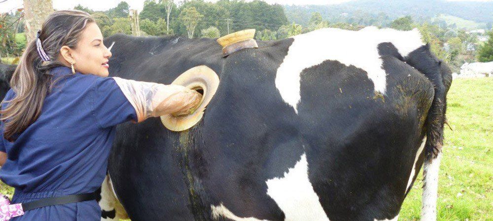 गाय की लंबी उम्र के लिए उनके पेट में छेद कर रहे अमेरिका के किसान