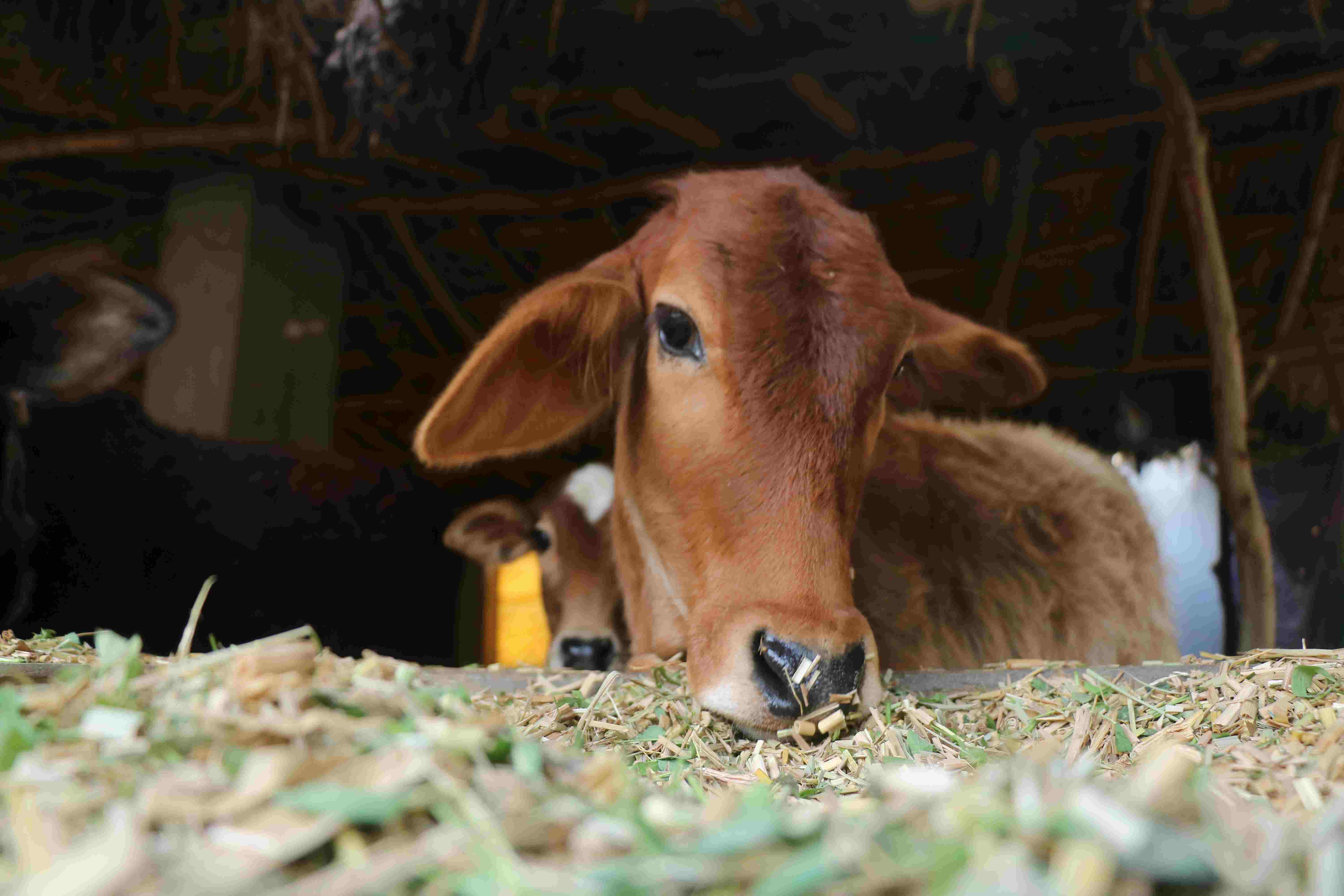 ये हैं भारत की देसी गाय की नस्लें, जिनके बारे में आप शायद ही जानते होंगे 