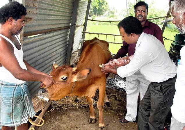 पशुचिकित्सकों की कमी से जूझ रहा देश, 15-20 हजार गाय और भैंस पर है एक डॉक्टर