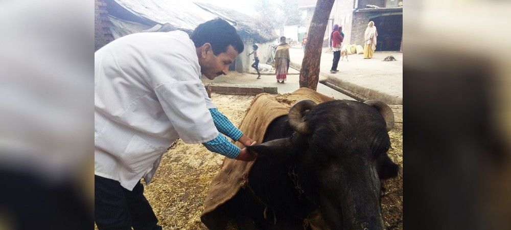 #स्वयंफ़ेस्टिवल : 100 पशुओं का हुआ टीकाकरण, पशुपालकों को किया जागरूक  