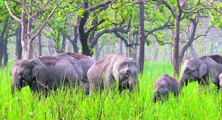 दुधवा नेशनल पार्क में बढ़ेगा हाथियों का कुनबा, कर्नाटक से लाए जा रहे 11 हाथी