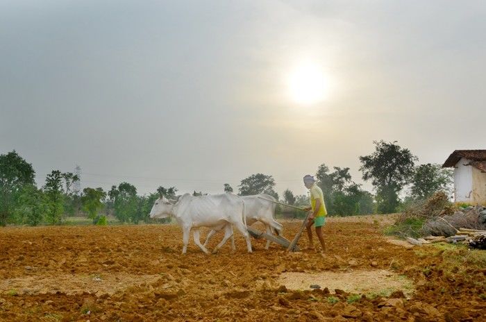 चेतावनी: भारत में लगातार घट रही है खेती और अनाज