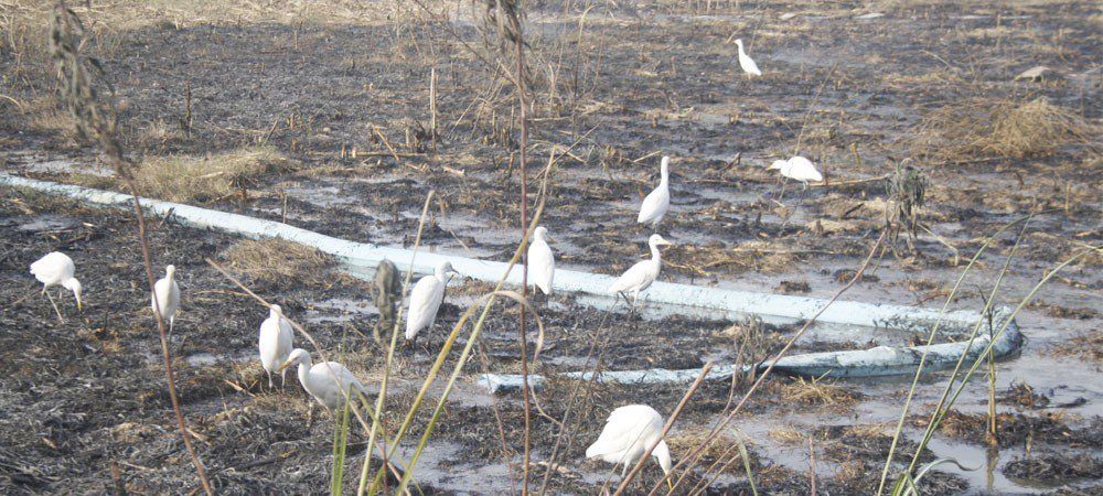 फसल के ठूंठ जलाने पर पाबंदी को नहीं मान रहे पंजाब, हरियाणा के किसान