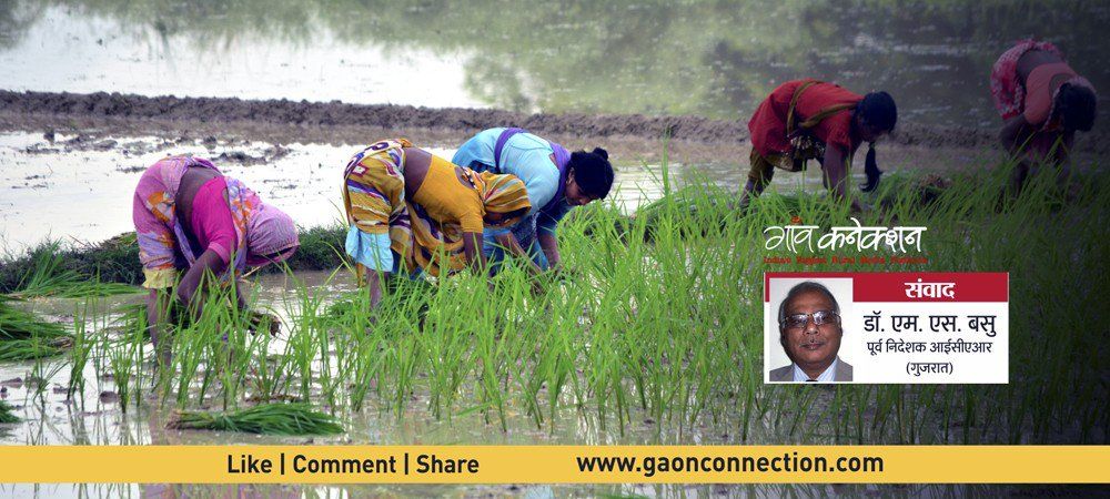 आमदनी बढ़ाने का फार्मूला : थाली ही नहीं, खेत में भी हो दाल - चावल का साथ 