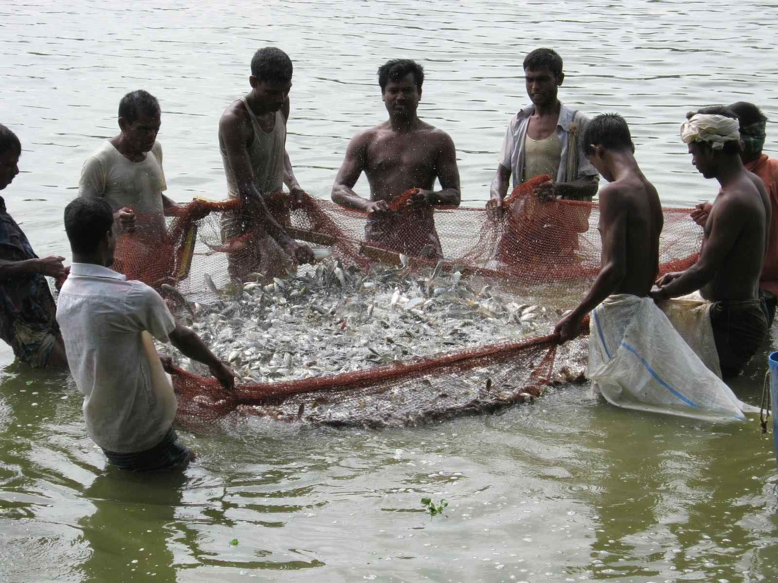 मछली पालन पर सब्सिडी रोक का विरोध करेगा भारत, लेकिन अगर सब्सिडी रुकी तो क्या होगा ?