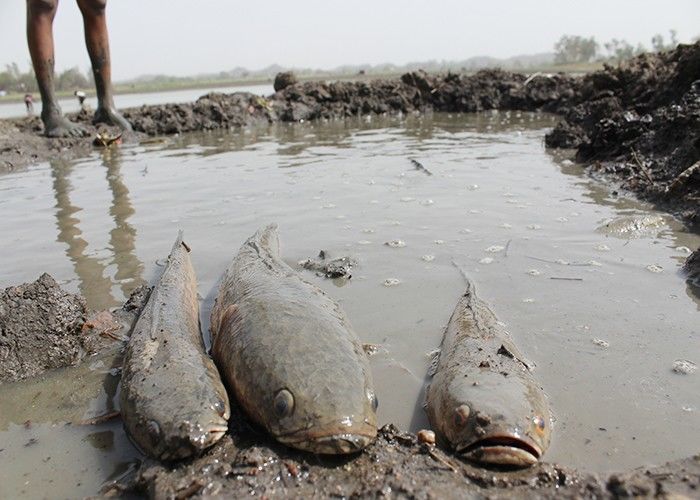 तालाबों के साथ बुंदेलखंड में सूख गया मछली व्यवसाय