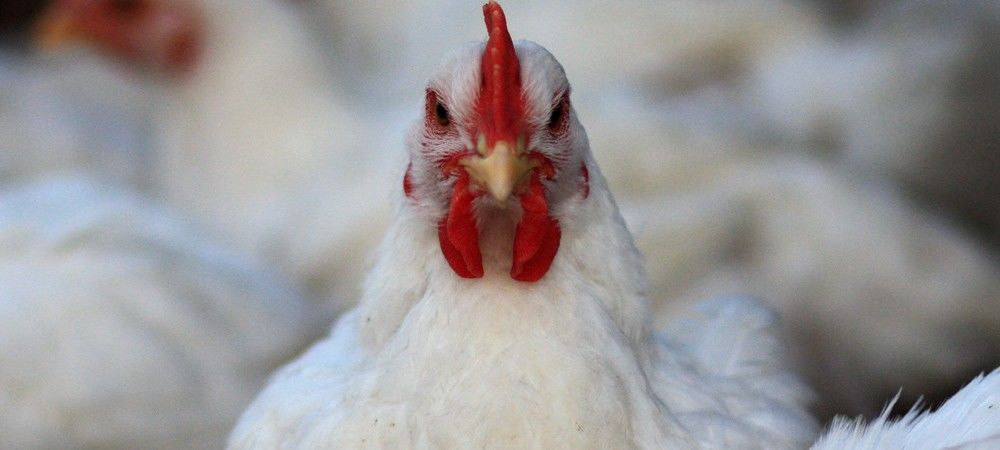 अगर आप मुर्गा खाते हैं तो संभल जाइए ,  एंटीबायोटिक दवाएं हो सकती हैं बेअसर