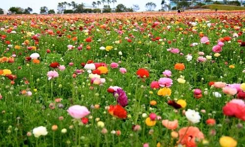 अनाज की खेती छोड़ बने फूलों के कारोबारी, कमाई पहुंची लाखों में