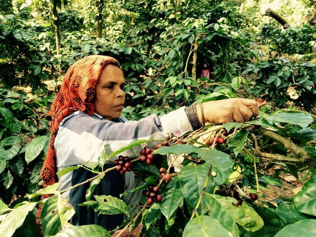 कॉफी की घटती खेती को रोकेंगे आदिवासी किसान