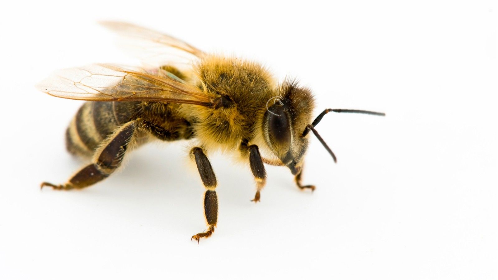माइट कीट से मधुमक्खियों में आती है विकलांगता 