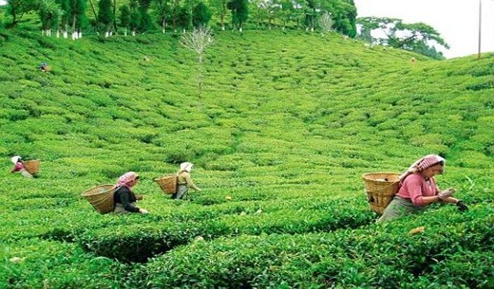 दार्जिलिंग चाय उद्योग को 250 करोड़ के नुकसान की आशंका   