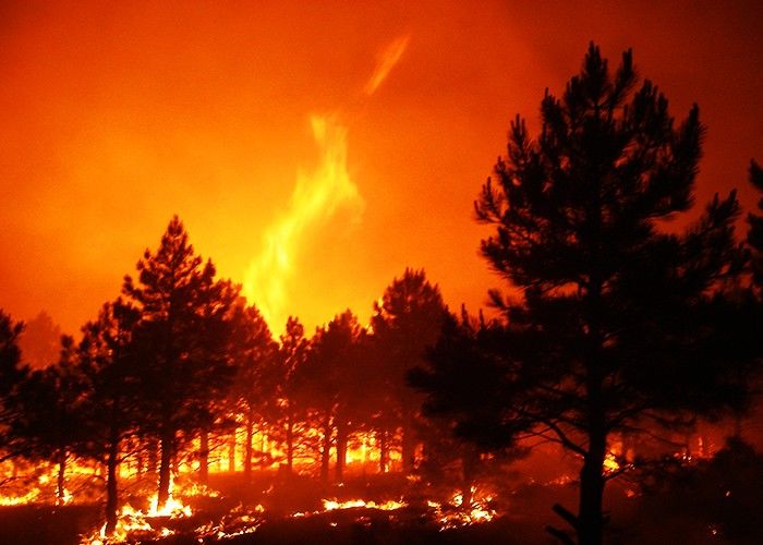 वर्ष 2016 में जंगलों में लगने वाली आग में 30% वृद्धि