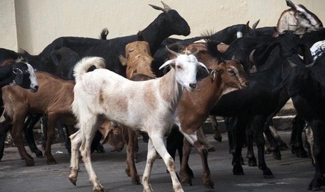 भैसों के बाद अब सपा सांसद की 23 बकरियां चोरी, पुलिस ने 24 घंटे में खोज निकालीं 