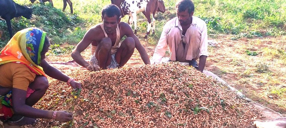 मूंगफली की फसल से हो रहा किसानों को फायदा