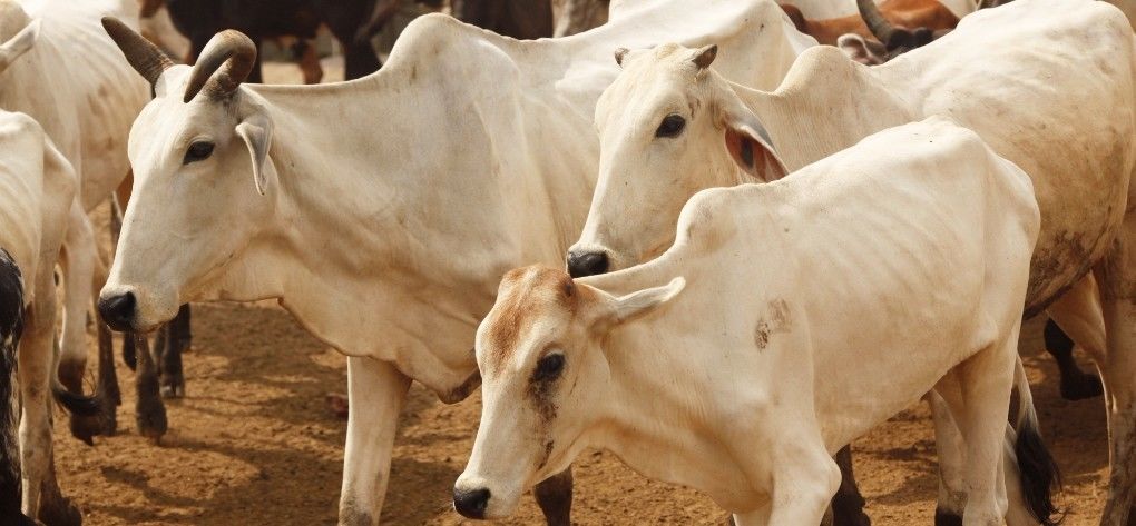 गाय का दूध एक साल से कम उम्र के बच्चे के लिए हानिकारक  