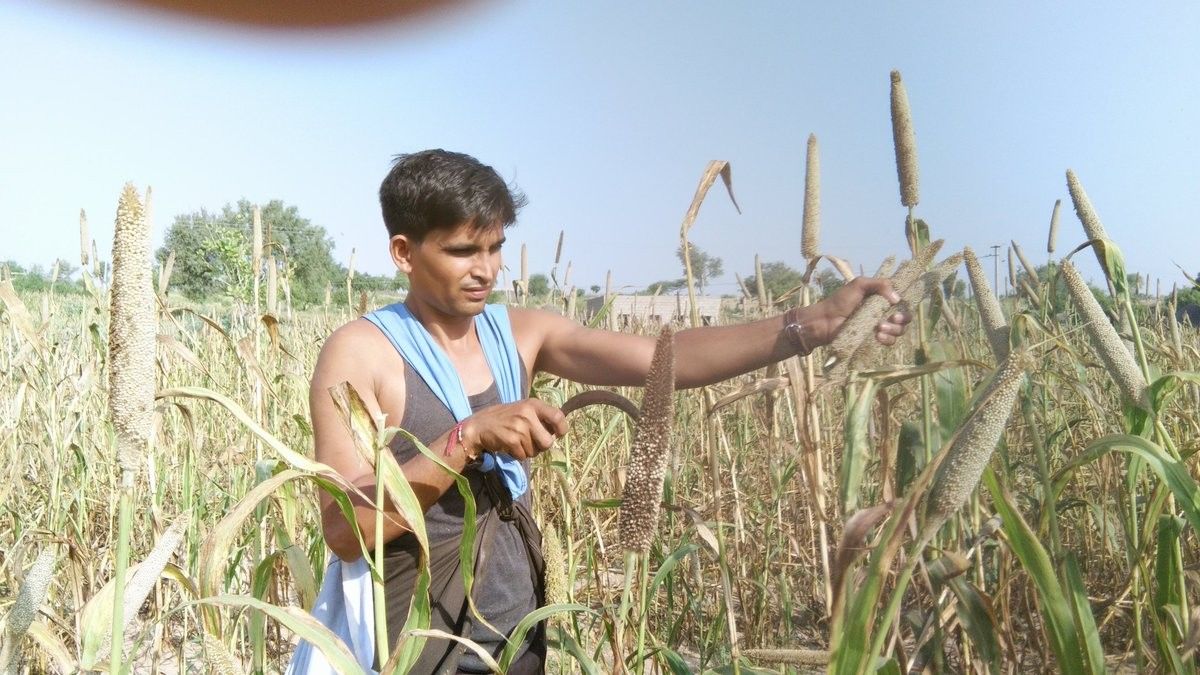 यूपी में लौट रही बाजरा की खेती, मोटे अनाज की लगातार बढ़ रही है डिमांड