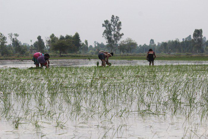चीन के साथ ही भारत में भी चावल की खेती शुरू हो गयी थी: अध्ययन   