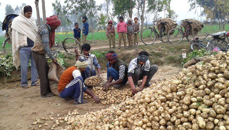 आलू खरीद में किसानों को राहत देगी योगी सरकार 