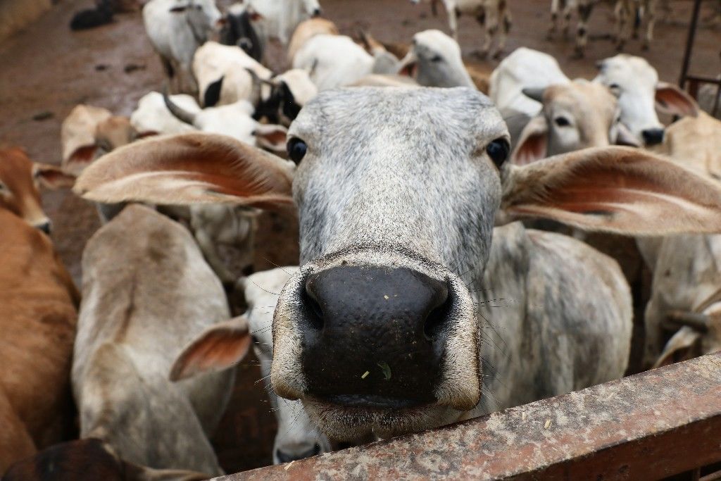 गाय की मदद से हो सकेगा एचआईवी का इलाज, अमेरिकी शोध में खुलासा